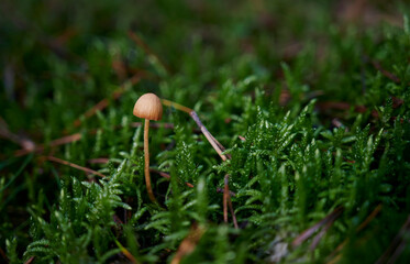 mushroom in the grass