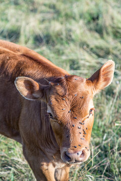young calf mith flies grazing at the meadow