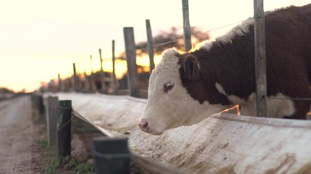 Close-up of a single cow, eating at a feedlot in the field.