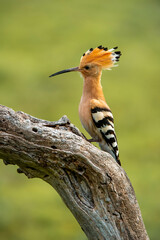 hoopoe perched on a dry log feeding