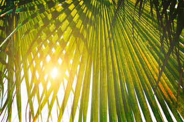 Green leaves of palm tree branches with sun rays. Vacation or travel holiday concept.