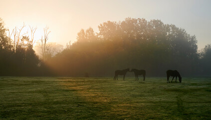 Horses in the field at autumn foggy sunrise