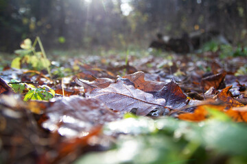 A brown oak leaf with water droplets lying on a dark green plant in autumn