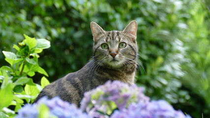 Naklejka na ściany i meble Katze in der Natur. Katze im Garten. Katze hinter Blume.