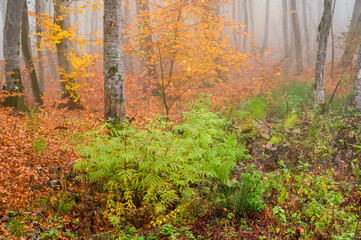 Fantasy foggy forest trees in the autumn mountains