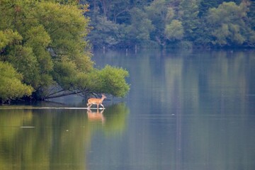 White-tailed Deer in Lake