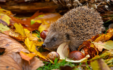 Hedgehog in autumn, wild, free roaming native hedgehog, taken from inside a wildlife garden hide to monitor health and numbers of this favourite but declining species.  copy space © Moorland Roamer