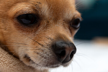 Muzzle of a chihuahua dog close-up. Selective focus.