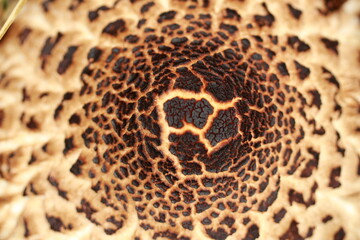 Détail du chapeau d'une Lépiote 