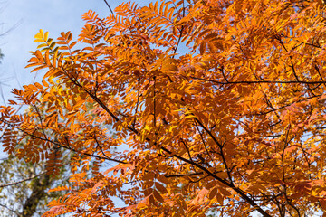 Bright rowan bush without berries and with red and orange foliage on the blue sky background is in autumn