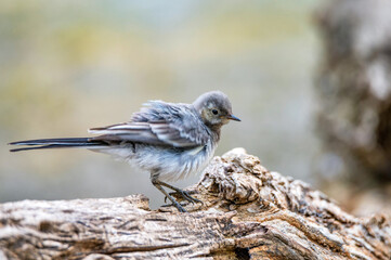 Juvenile white wagtail or Motacilla alba perches on twig