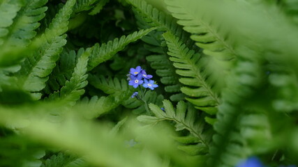 Nahaufnahme Vergissmeinnicht. Nahaufnahme kleine blaue Blume. Blume in Farn. Blümchen.