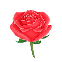 Blooming red rose isolated on white background. Vector illustration of beautiful flower in cartoon flat style.