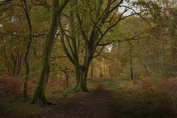 Naklejka premium autumn in the woods
