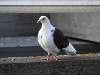 Black and white dove