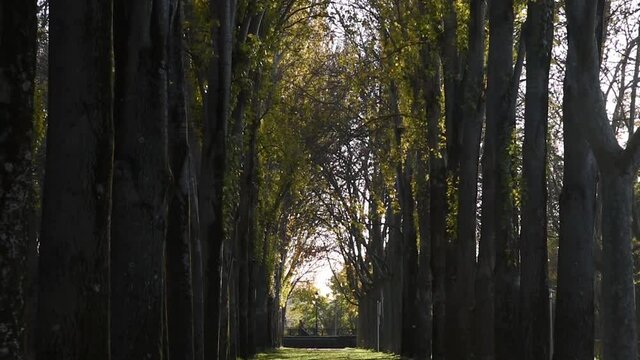 Un paisaje de unos &aacute;rboles con hojas cayendo en un d&iacute;a soleado de oto&ntilde;o