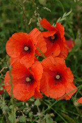 red poppy flowers