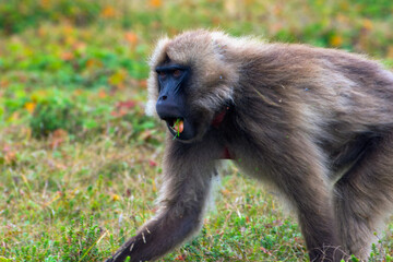 Portrait of baboon monkey, Ethiopia