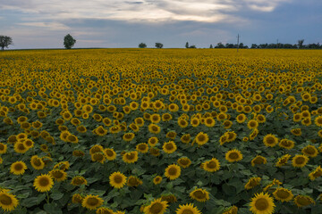 Obraz premium Mezoszilas, Hungary, aerial top down view of cultivated sunflower field at countryside. Farm concept, agriculture texture.