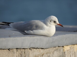 Seagull on a concrete wall