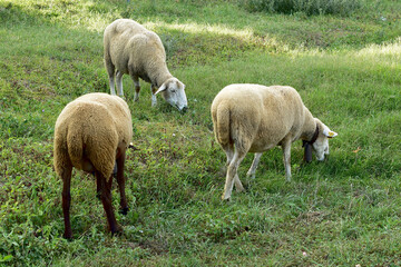Obraz na płótnie Canvas flock of sheep grazing quietly