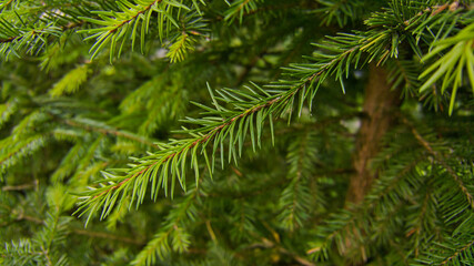 Close-up of a thin flexible spruce twig completely covered with fresh bright green needles in its natural environment against the background of its own coniferous crown.