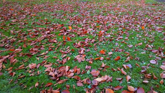 Autumn fallen leaves in the park.