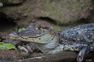 Wildlife in Costa Rica