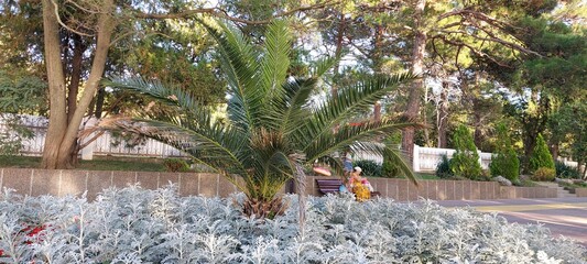 September 12, 2020 Gelendzhik Russia.Palm tree in a flower bed on the promenade of the resort town of Gelendzhik.