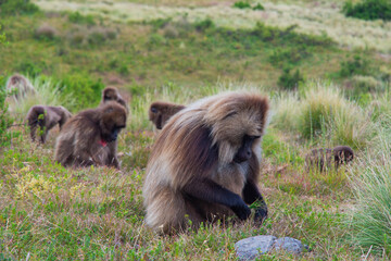 Baboon monkeys, Simien mountains, Ethiopia