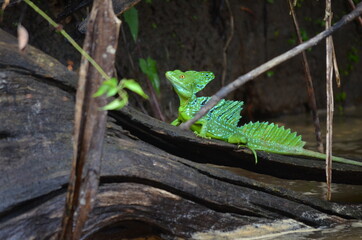 Wildlife in Costa Rica