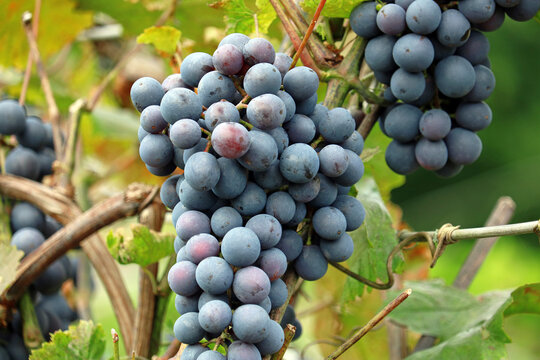 ripe bunches of grapes