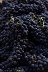 close-up of a heap of blue grapes, texture, natural fruit composition