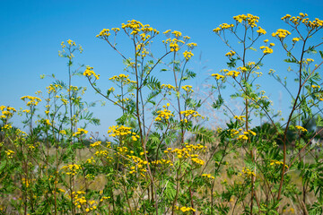 Natural background. Tansy Flowers on Sky Background