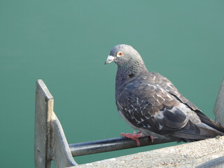 Dove on a metal ladder to the water