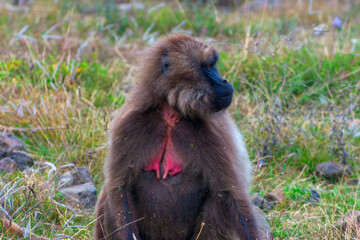 Portrait of baboon monkey, Ethiopia
