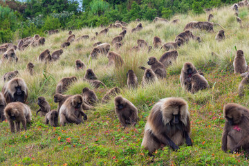 Baboon monkeys, Simien mountains, Ethiopia