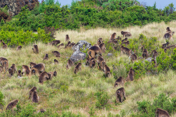 Baboon monkeys, Simien mountains, Ethiopia