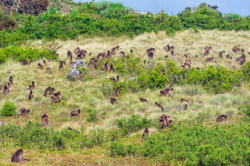 Baboon monkeys, Simien mountains, Ethiopia