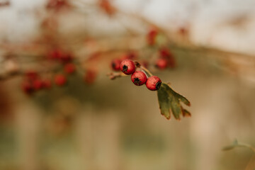 close up of plants on an autumn day