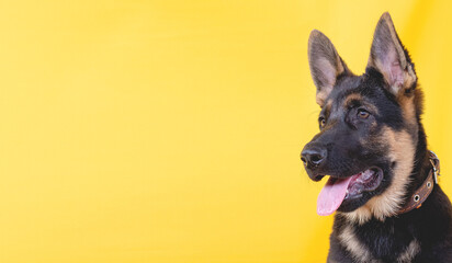 The german shepherd puppy on a yellow background with copy space