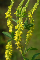 Melilot officinalis (Melilotus officinalis) blooms in nature