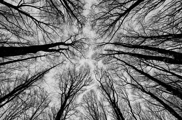 dry tree branches in perspective