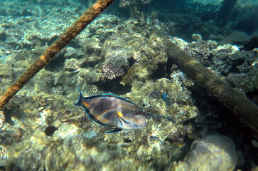 Tropical coral reef. Ecosystem and environment. Egypt. Near Sharm El Sheikh
