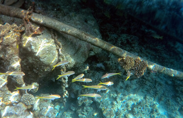 Tropical coral reef. Ecosystem and environment. Egypt. Near Sharm El Sheikh