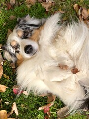 Australian Shepherd dog lying on back in grass in leaves