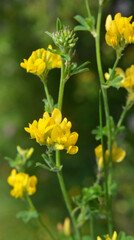 Obraz premium Blossoms of alfalfa yellow sickle (Medicago falcata)