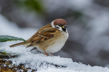Feldsperling (Passer montanus)