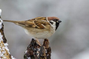 Feldsperling (Passer montanus)