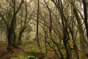 Forêt La Llania à El Hierro, île Canarie
